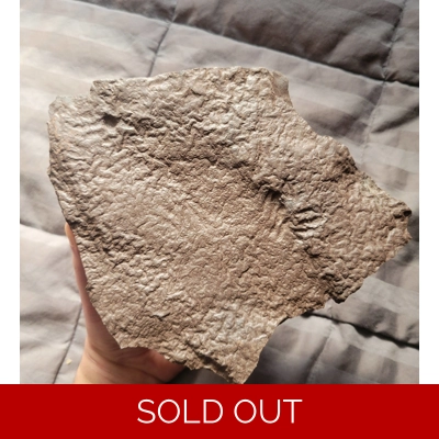 RARE NEW JERSEY BATRACHOPUS JURASSIC TRACKS FOSSIL REPTILE FOOTPRINTS RARE NEW JERSEY BATRACHOPUS JURASSIC TRACKS FOSSIL REPTILE FOOTPRINTS